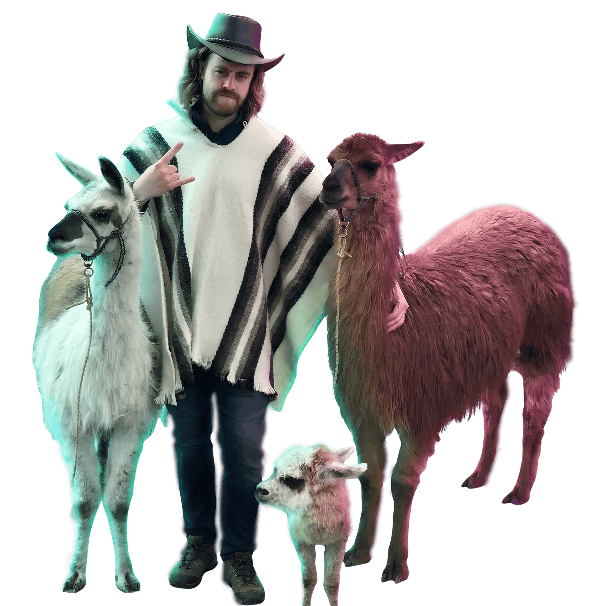 Phill Aelony wearing a poncho and cowboy hat, throwing a rock hand sign, surrounded by three llamas